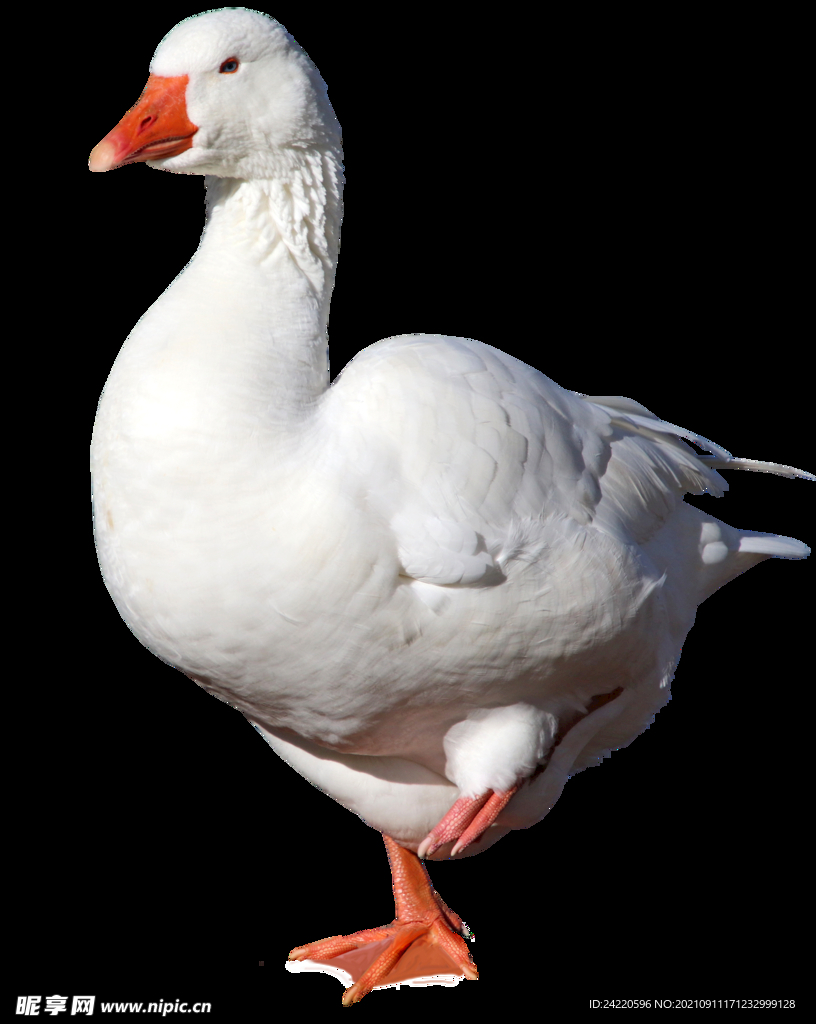 鸭子