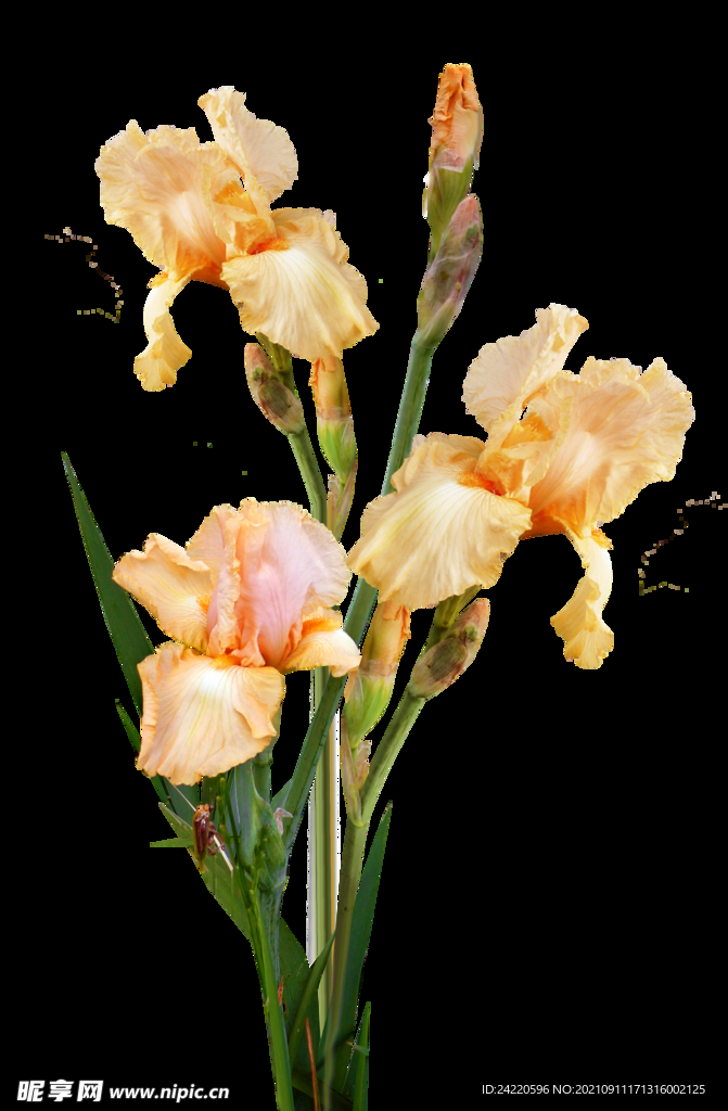 鲜花