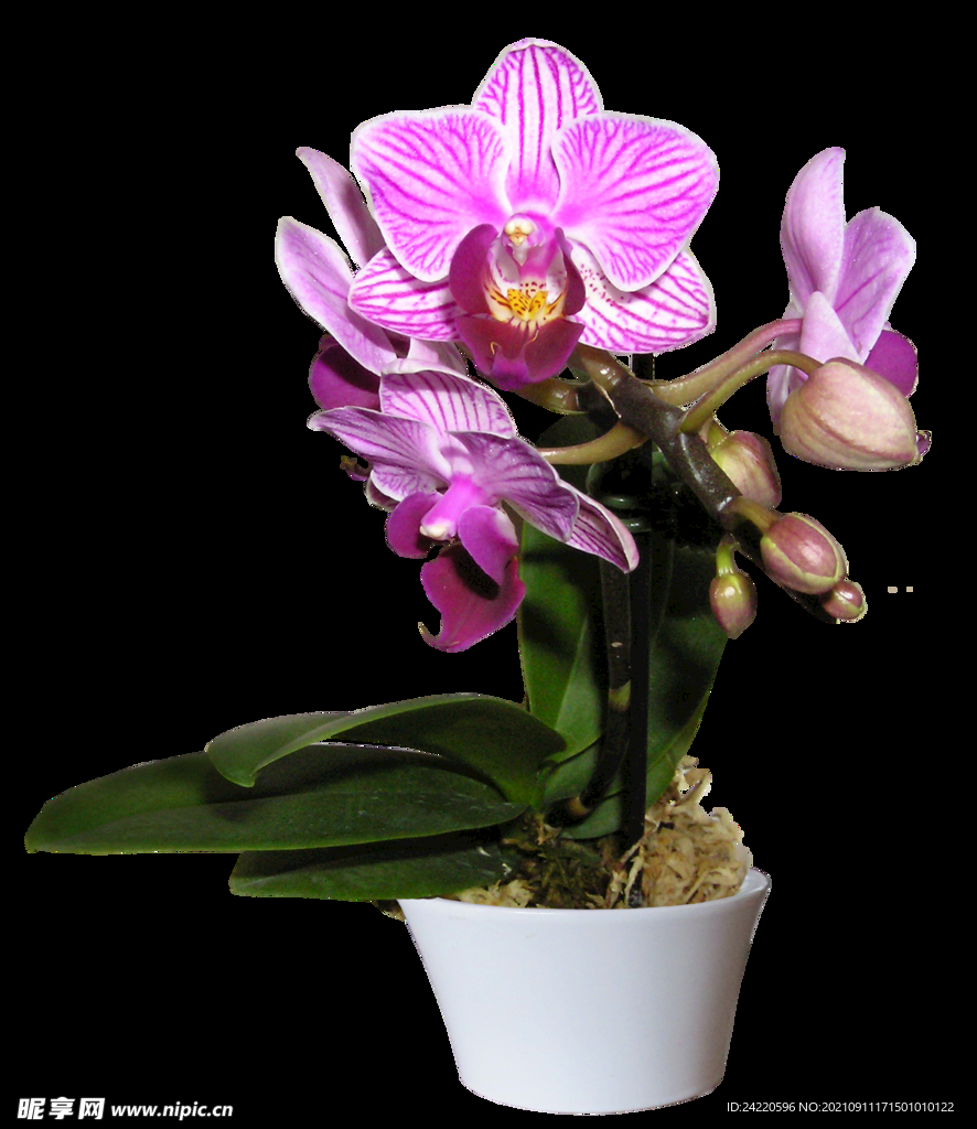 鲜花