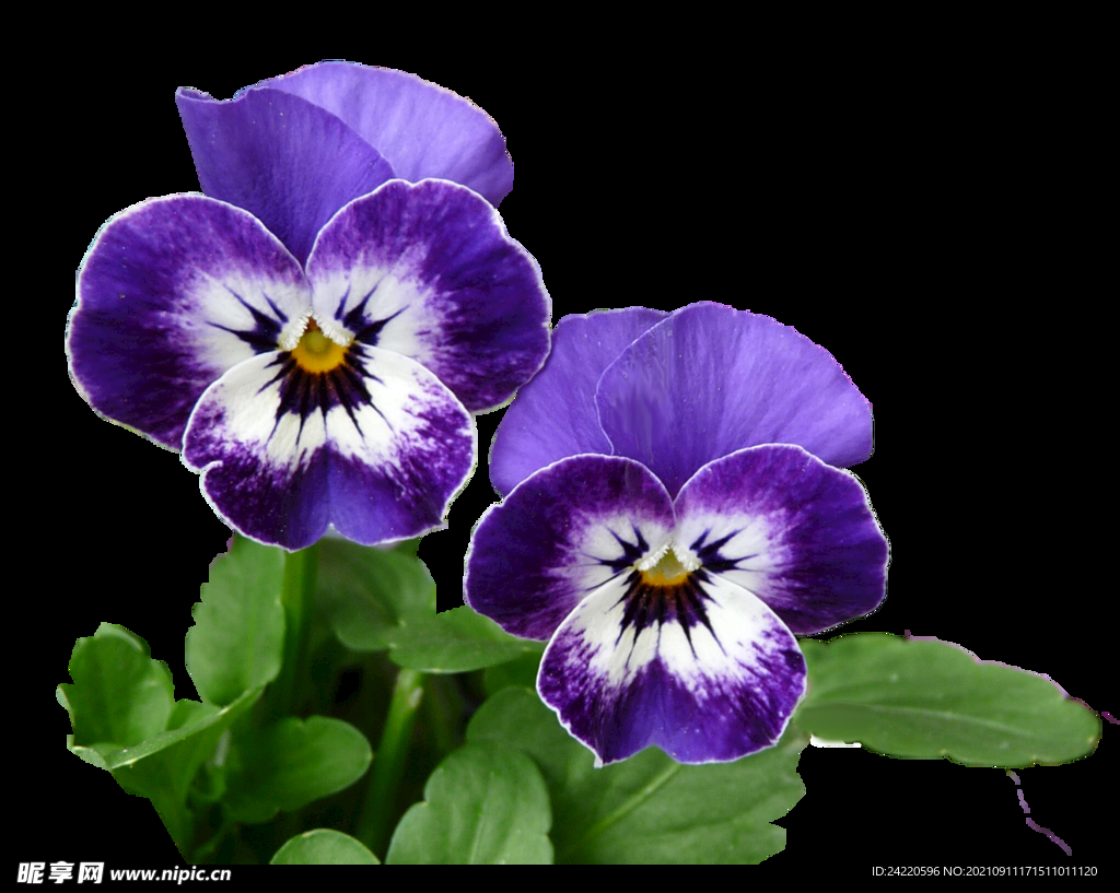 鲜花