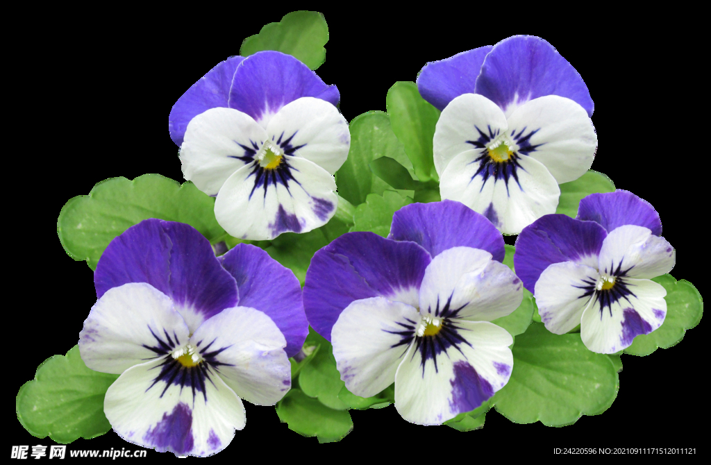 鲜花