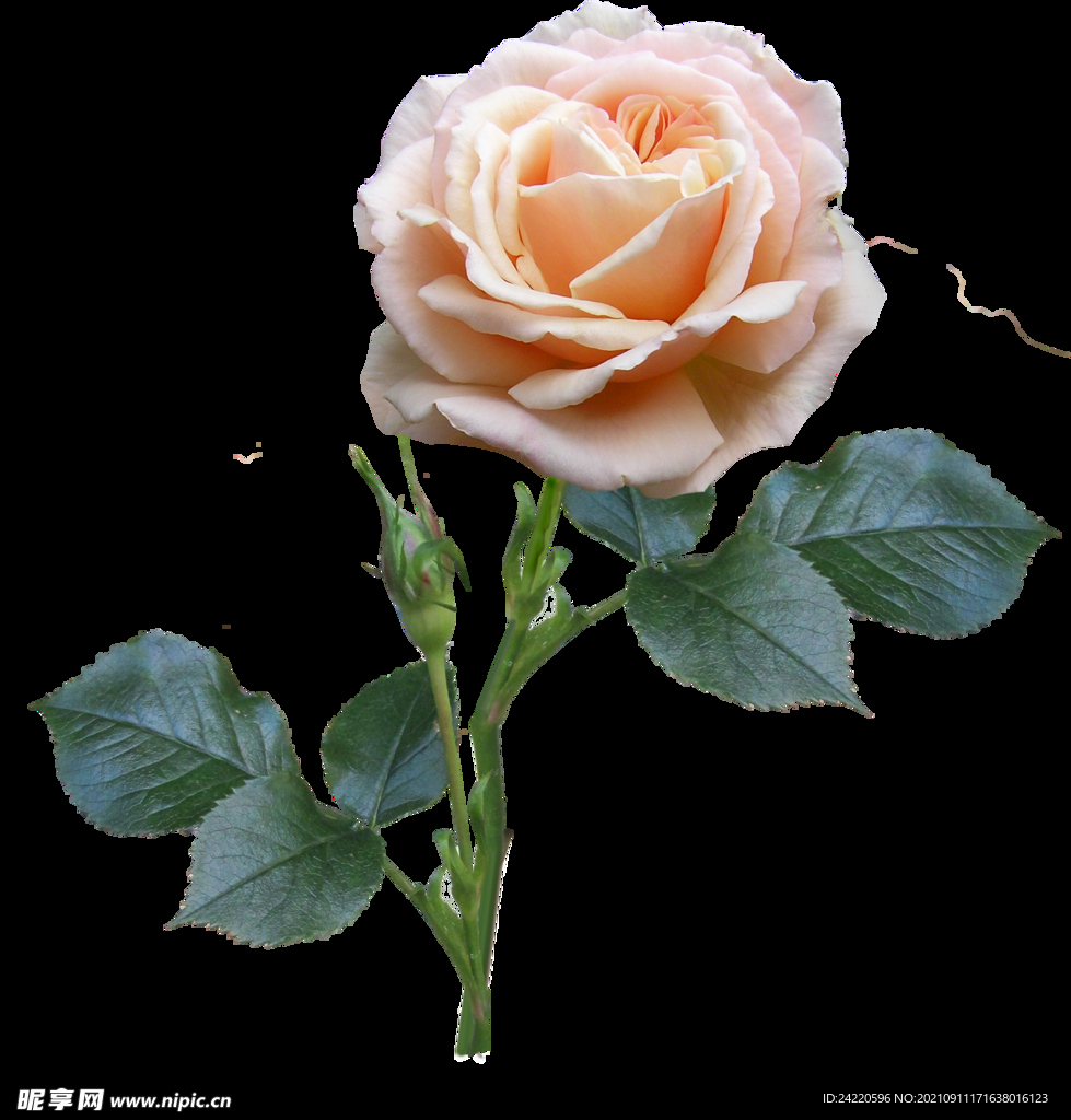 玫瑰花