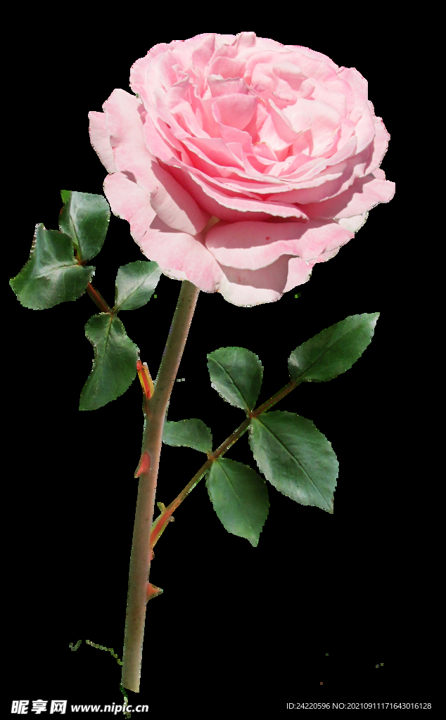 玫瑰花