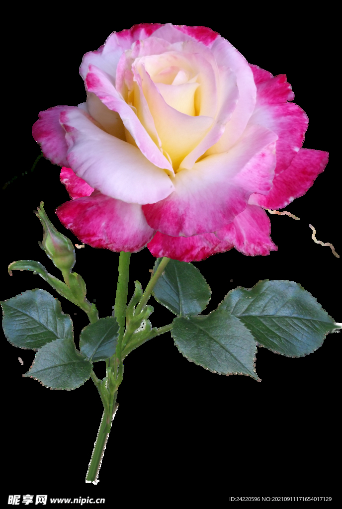 玫瑰花