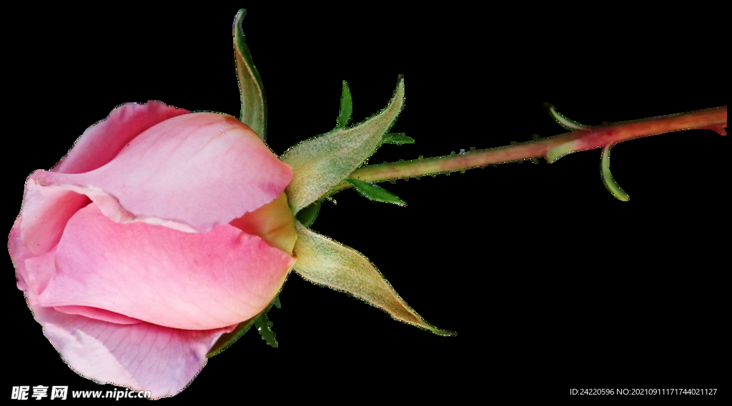 玫瑰花
