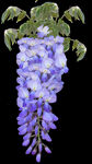 鲜花