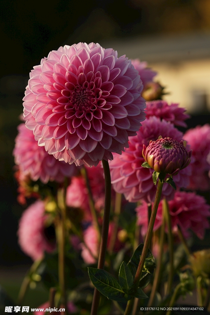 大丽花花卉特写