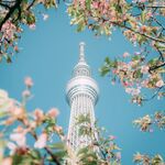 花卉中高塔