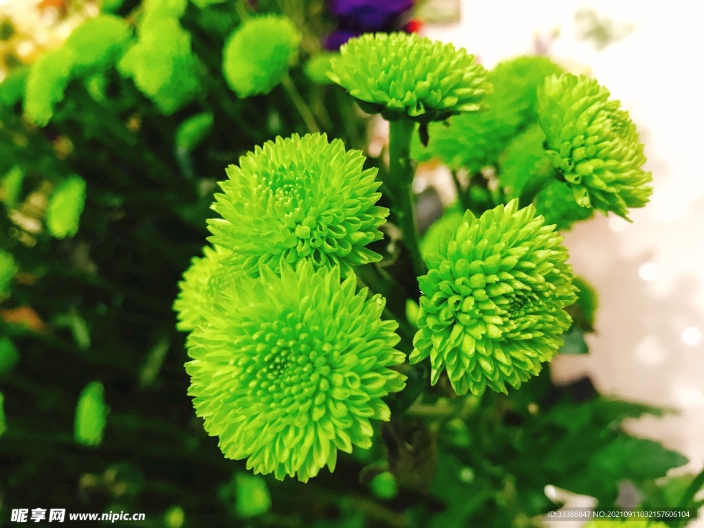 小雏菊