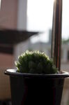 多肉 植物 花