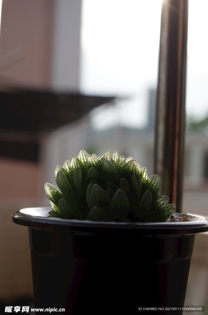 多肉 植物 花