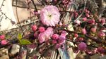 榆叶梅