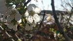 樱桃花