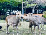 奈良鹿 奈良公园鹿