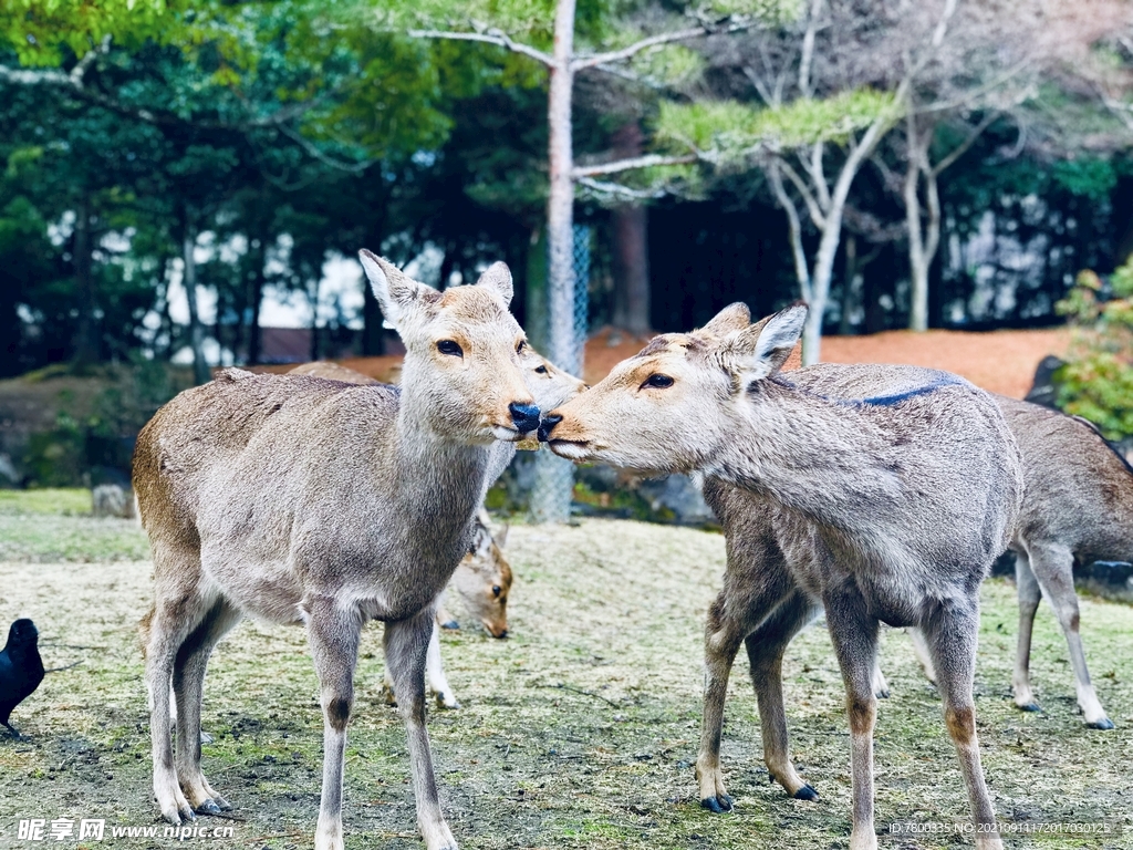 奈良鹿 奈良公园鹿