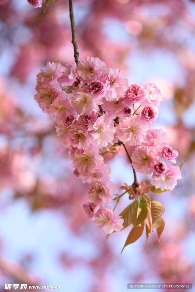 花蕾