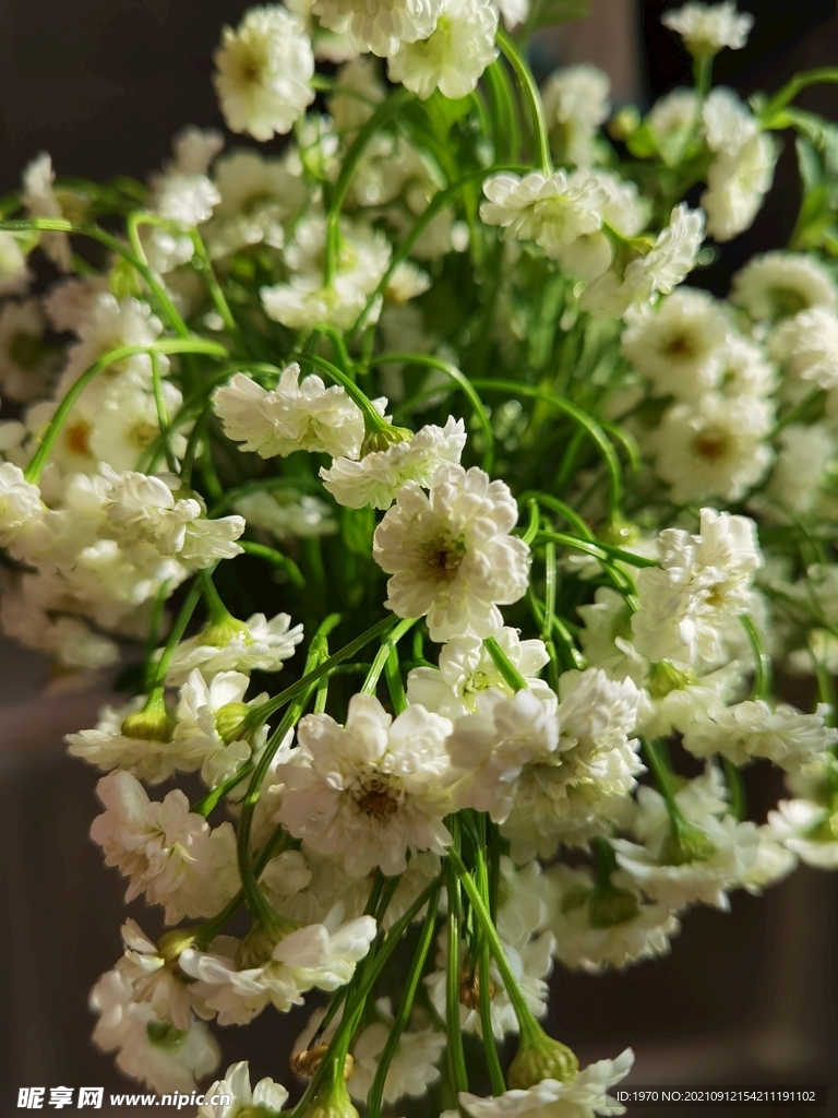 雏菊
