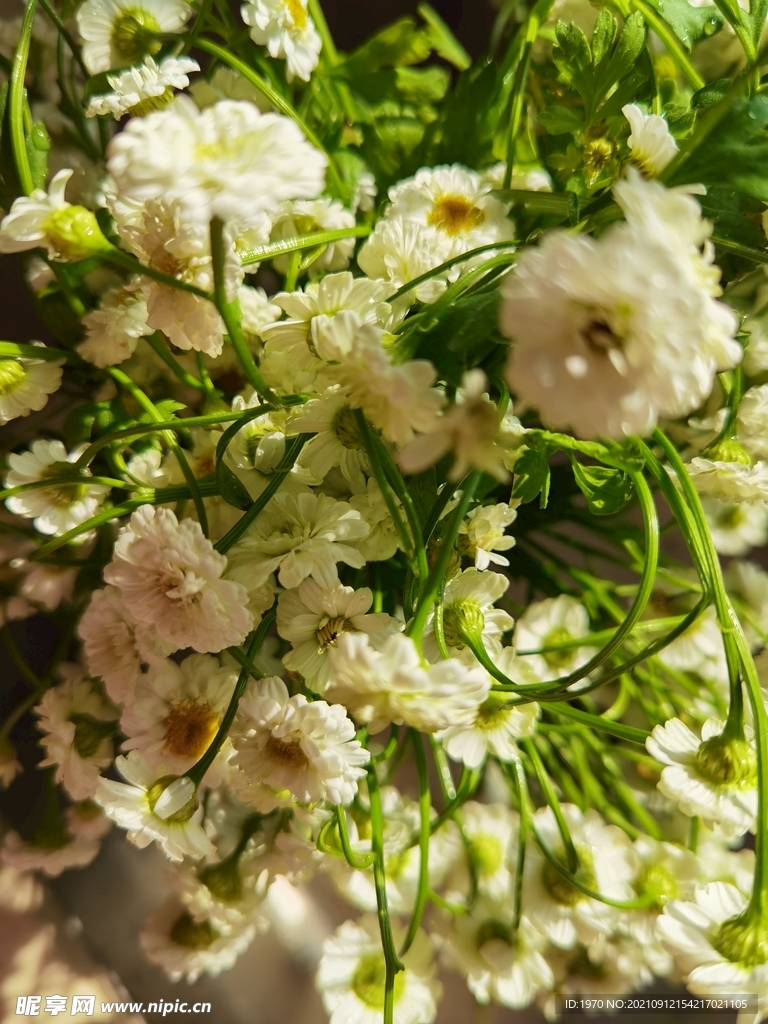 雏菊