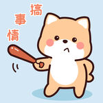 柴犬小小黄          