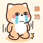 柴犬小小黄          