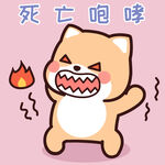 柴犬小小黄          