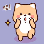 柴犬小小黄          