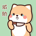柴犬小小黄          