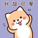 柴犬小小黄          