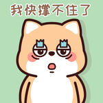 柴犬小小黄          