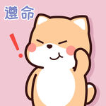 柴犬小小黄          