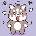 哈士奇哈小二         