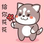 哈士奇哈小二         
