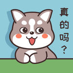 哈士奇哈小二         