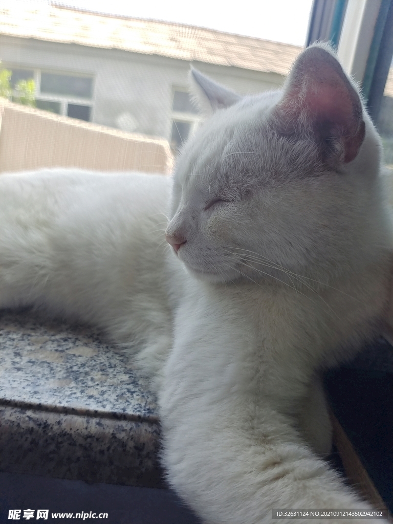 大白猫猫的梦
