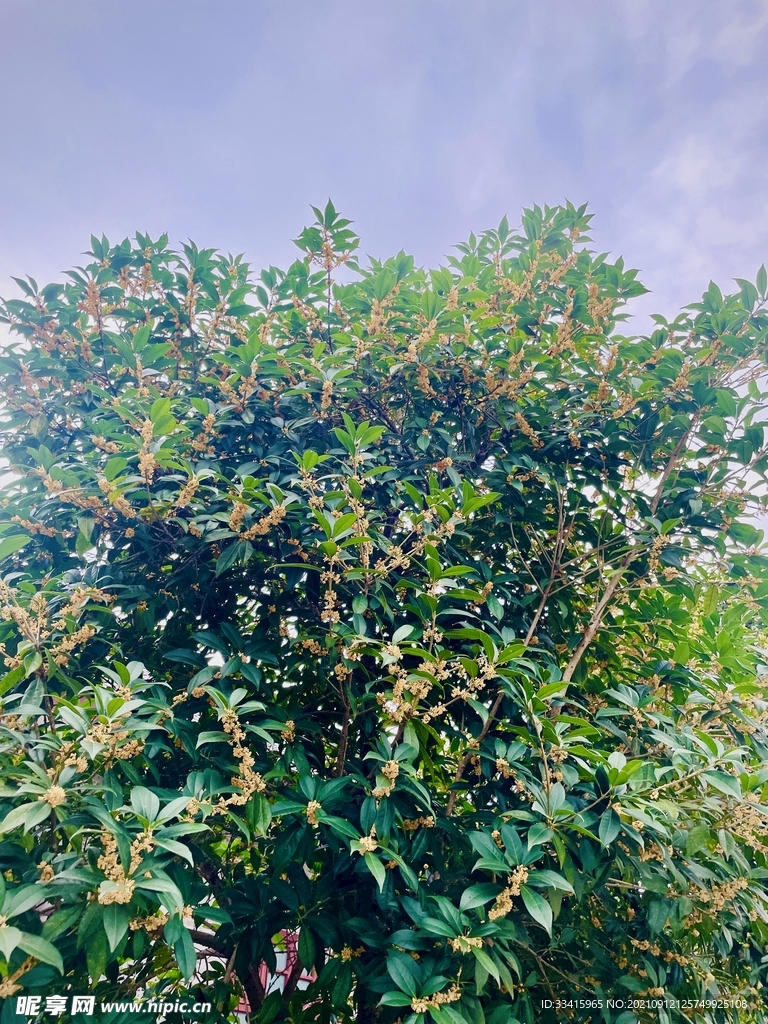 桂花树