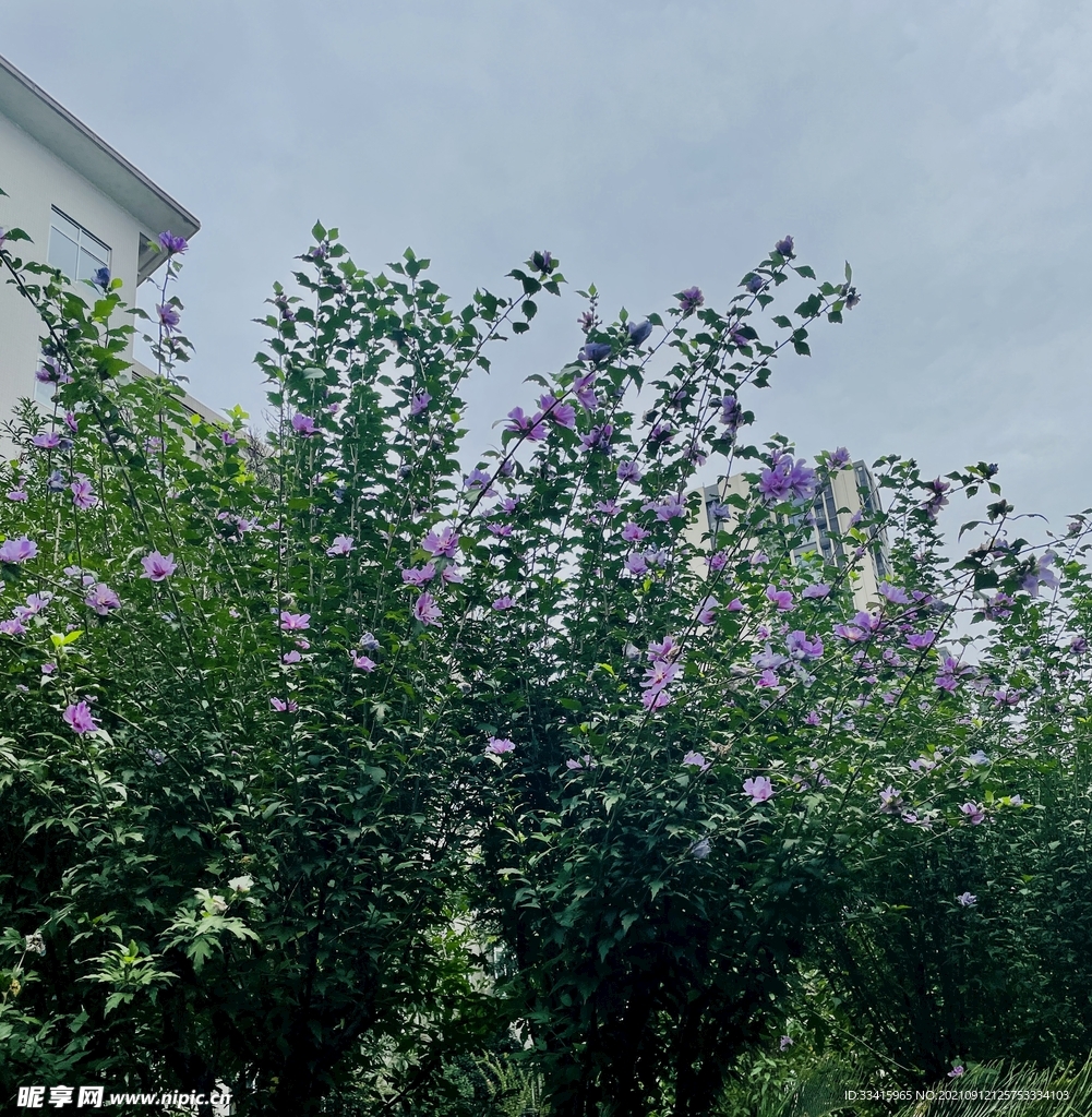 木槿花