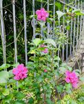 木槿花 