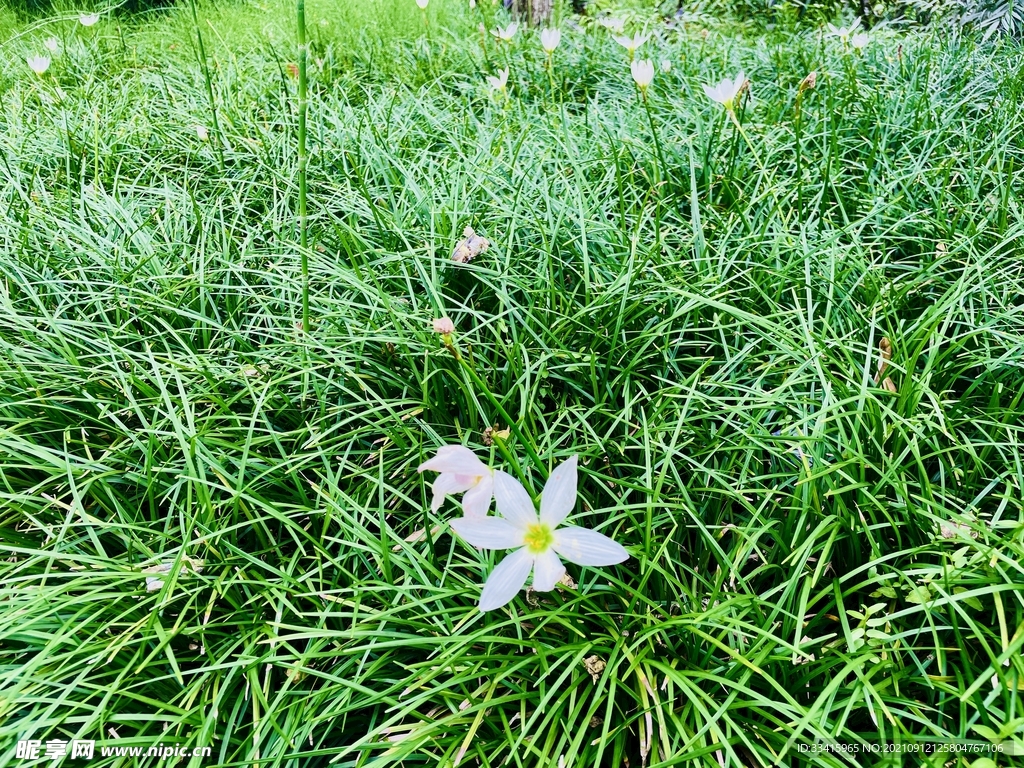 草地