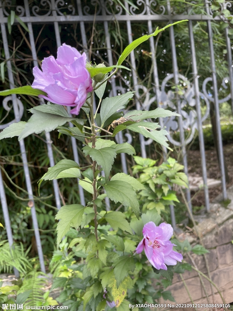 木槿花