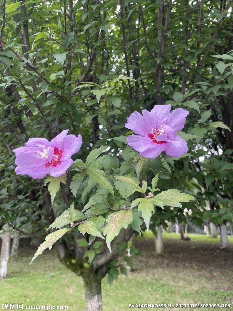 木槿花