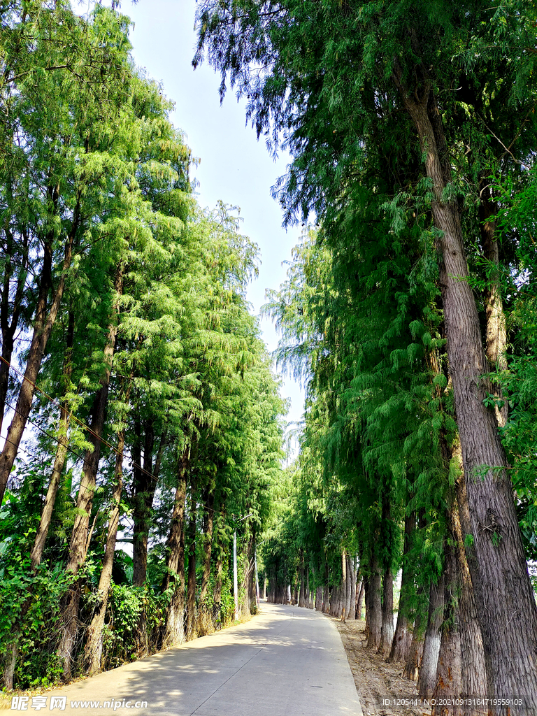 林间小路水杉林