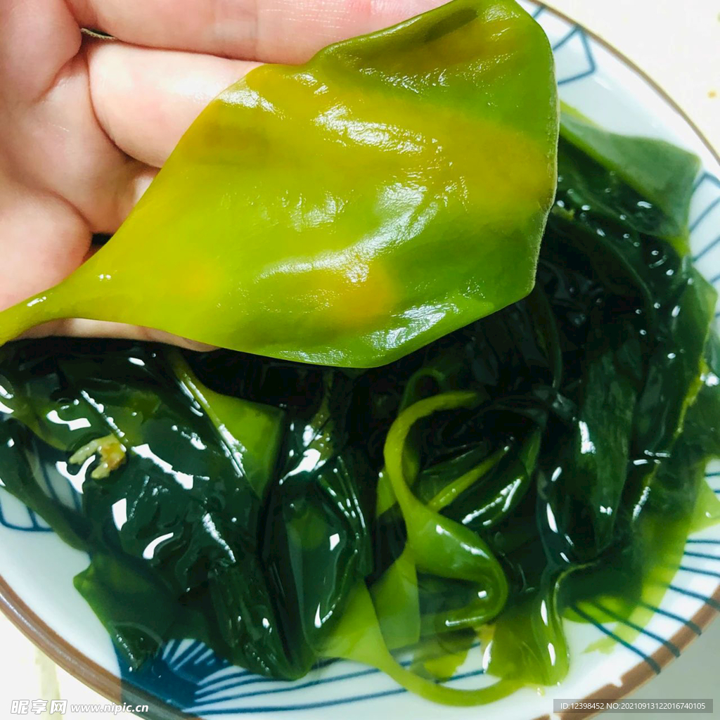 海带苗