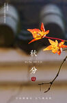 传统二十四节气秋分海报