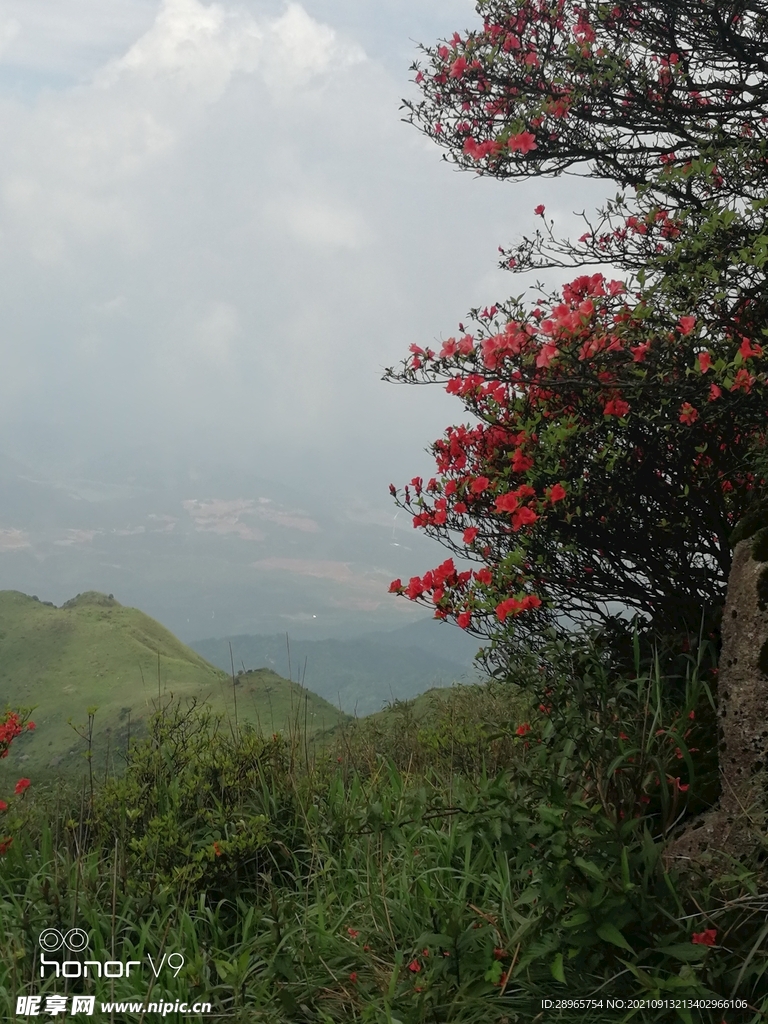 姑婆山杜鹃花