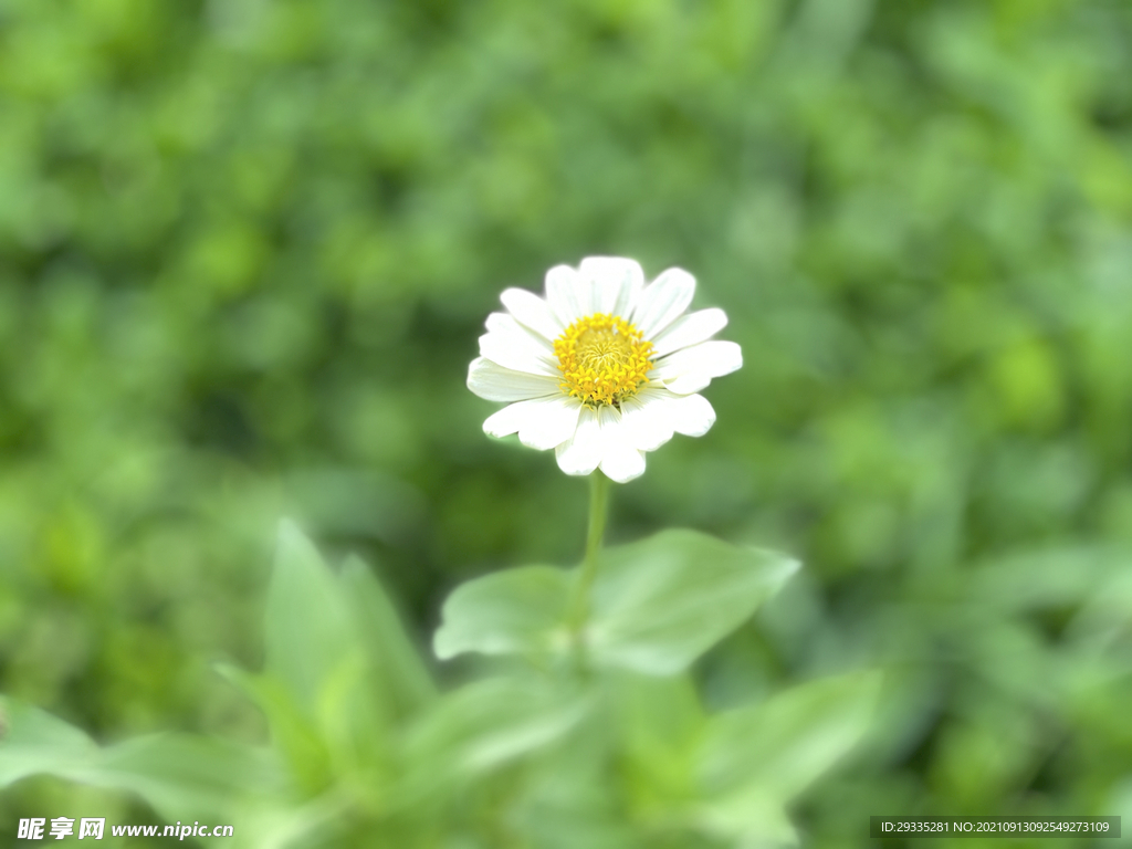 百日菊