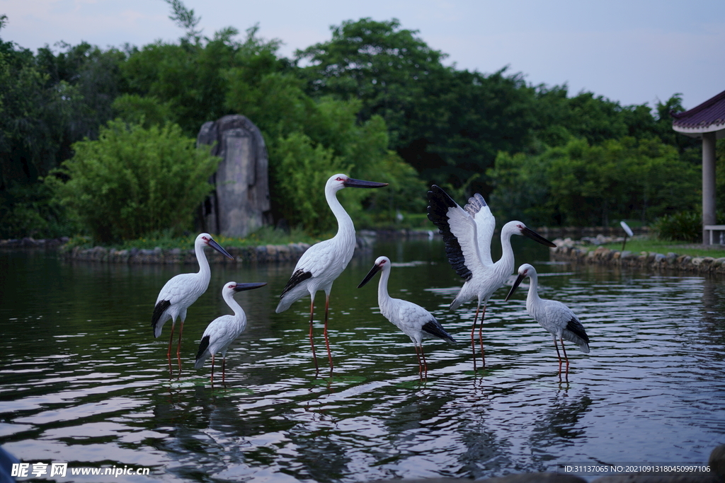 仿真鸟白鹳雕塑BY泉州江之南