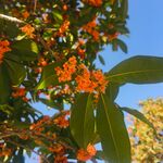 桂花图片