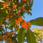 桂花图片