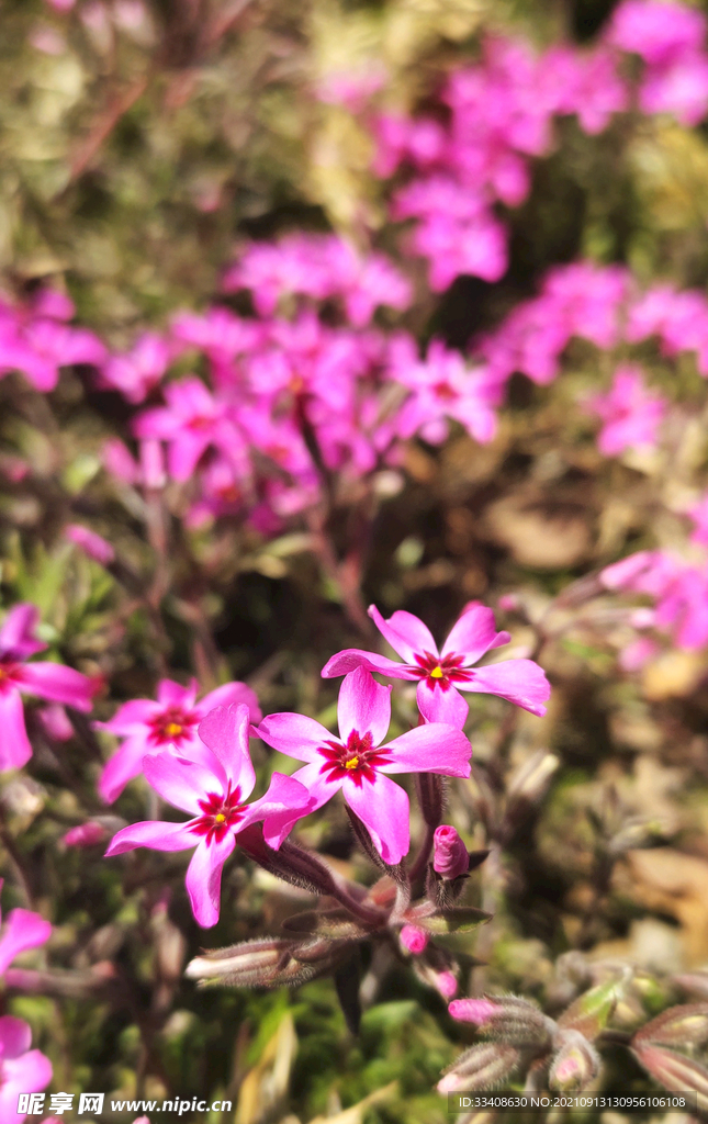 不知名小花