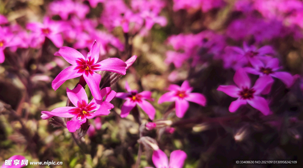 不知名小花